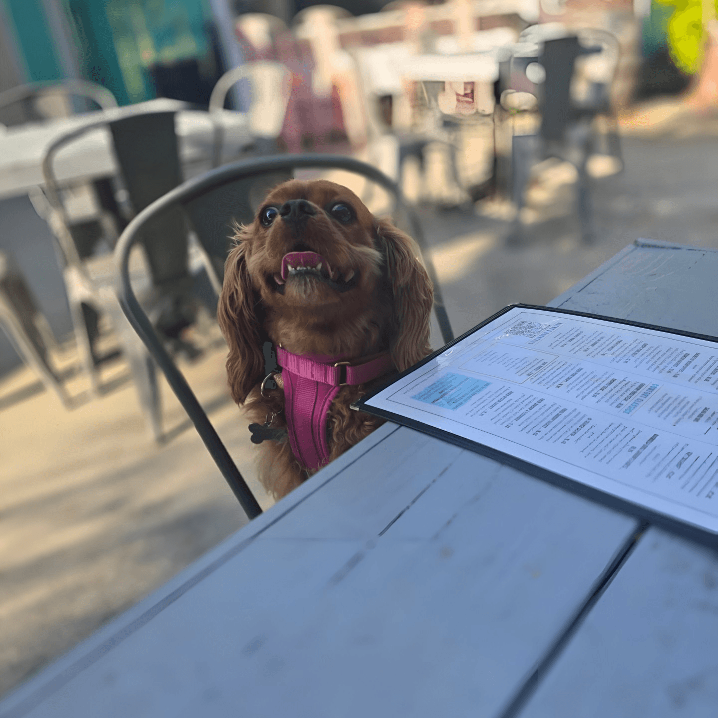 Good Eats & Great Company 🐾