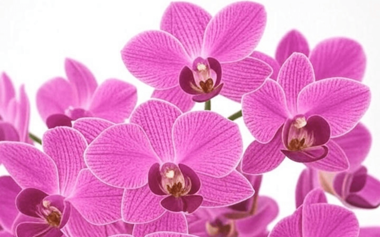 Thai Orchid Alaska