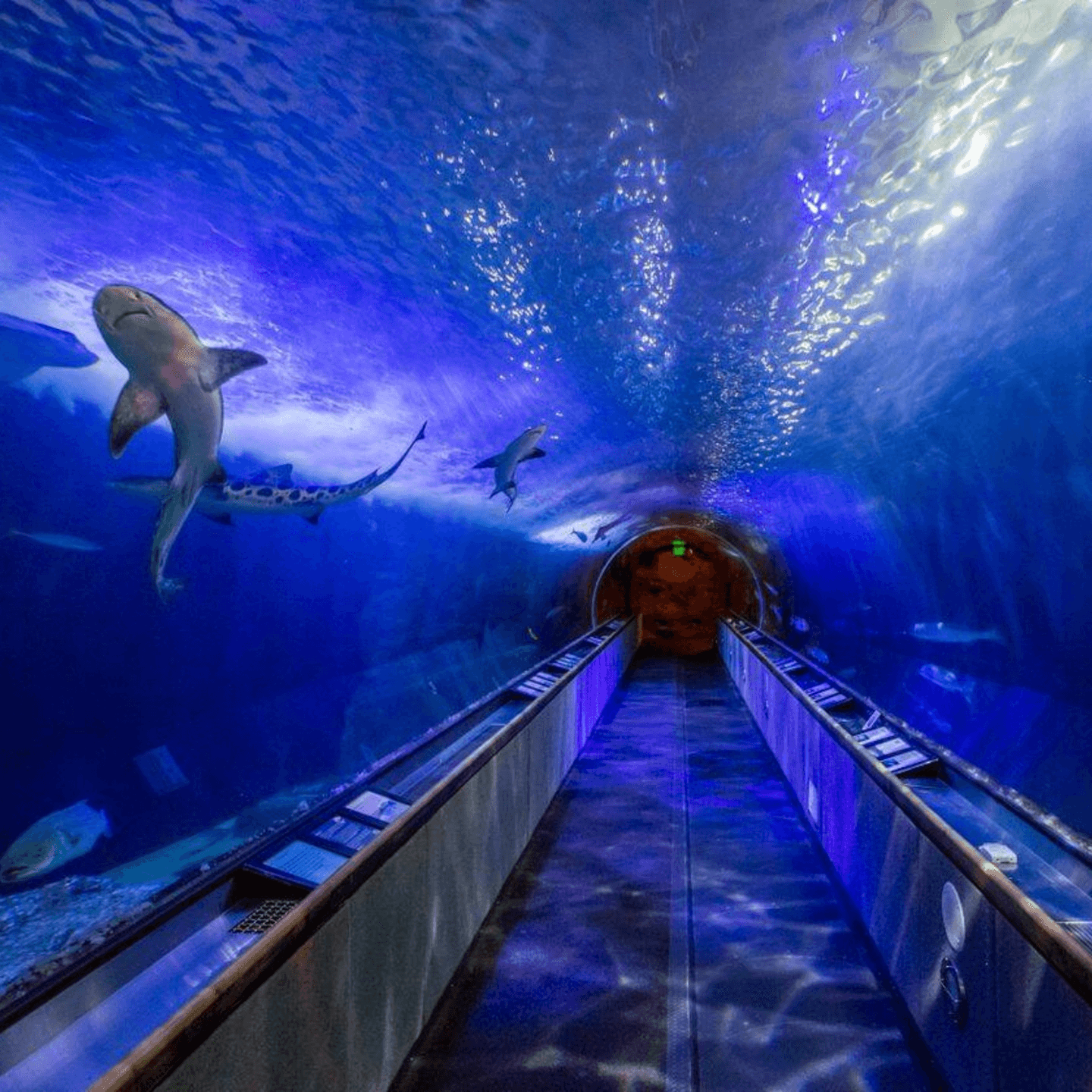 Celebrate Big at North Beach Pizza Berkeley