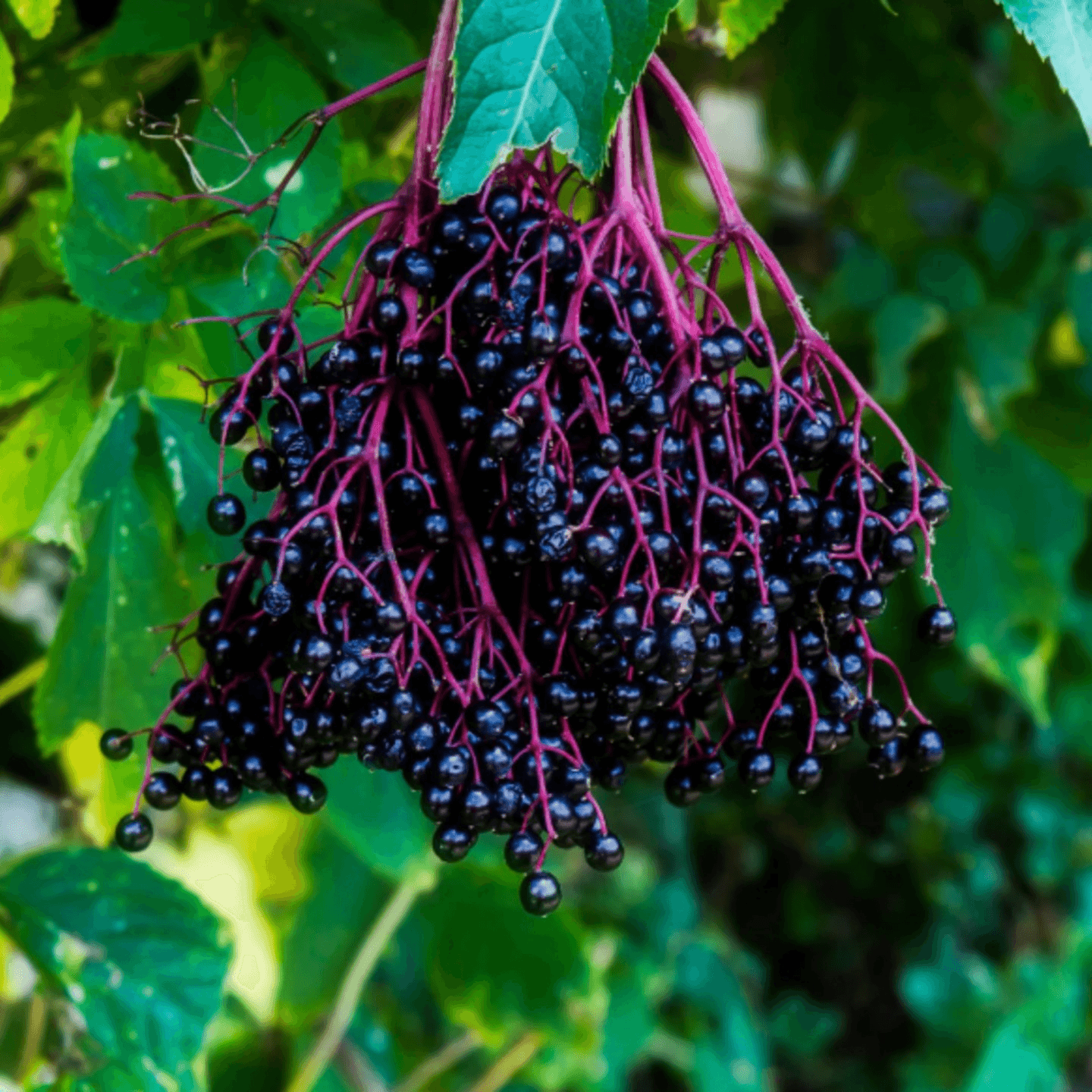 Elderberry