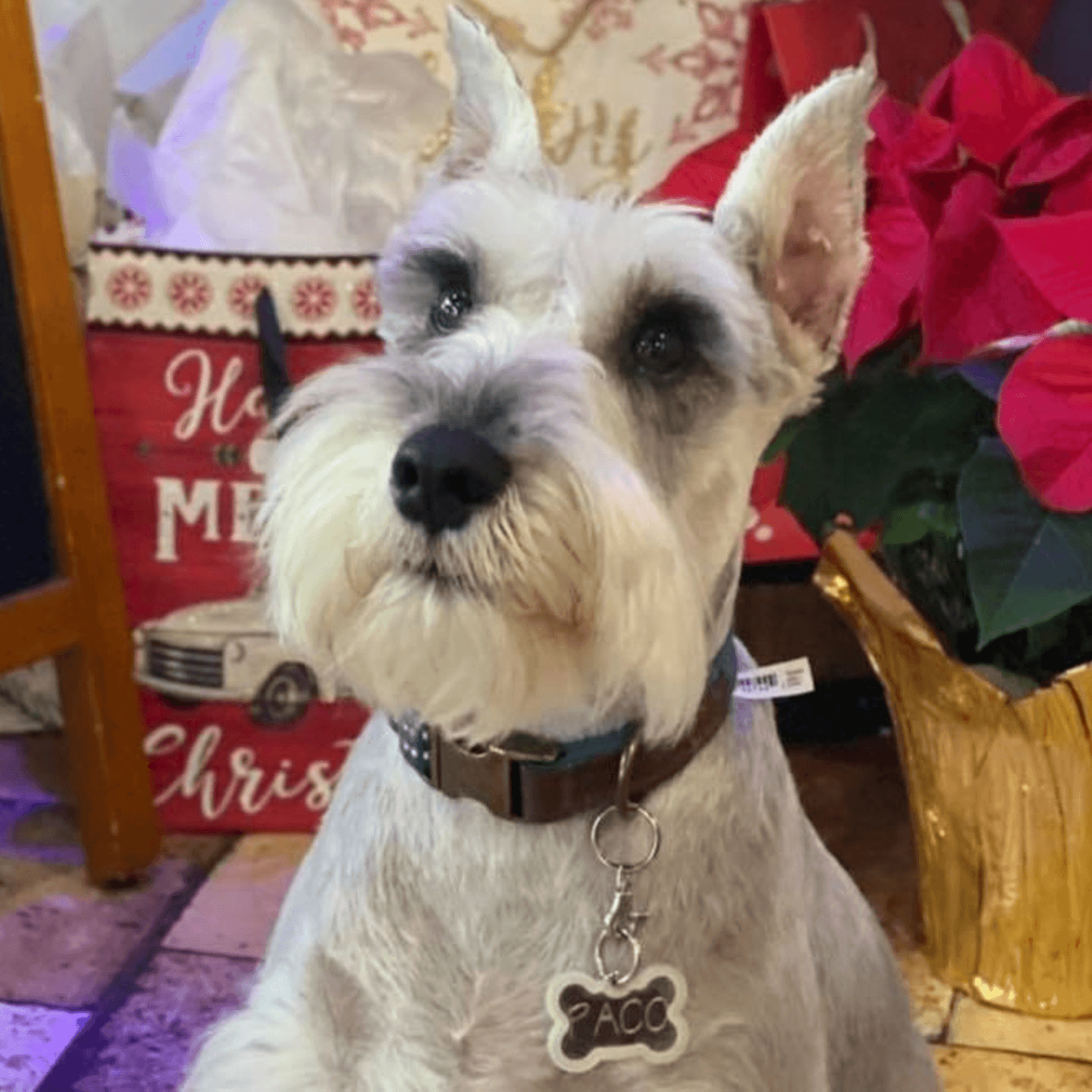 People often ask, Who is Paco?