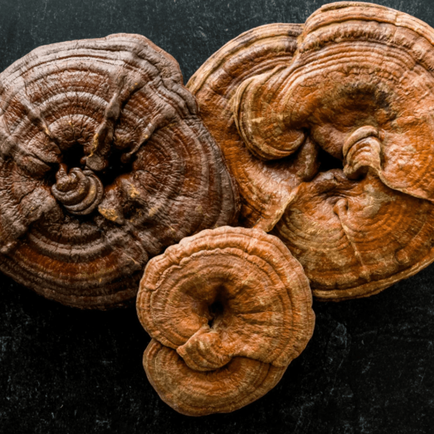 Reishi Mushroom