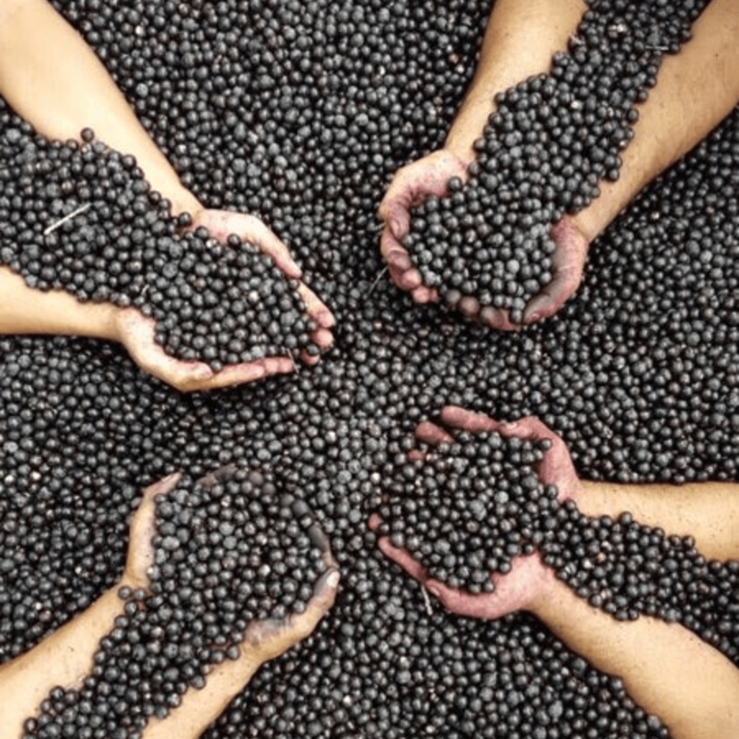 What's Acai? Pure Acai, Real Energy