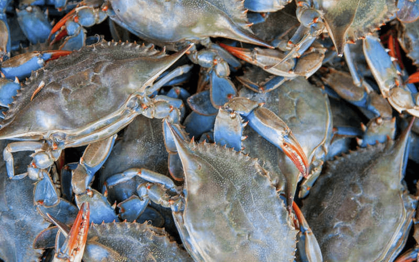 Order From Our Website