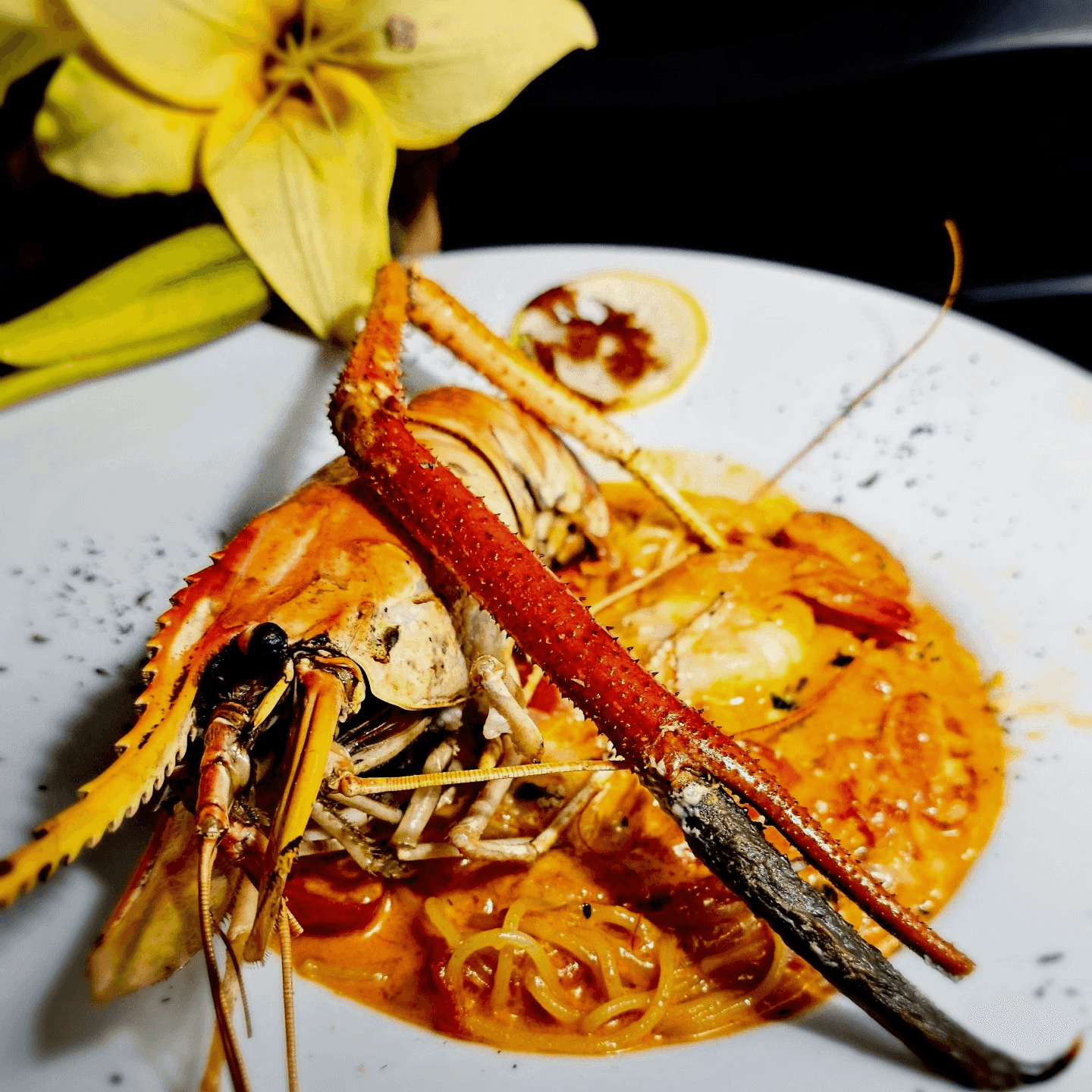 Colossal Prawn & Shrimp Notre Dame 31 *MGF