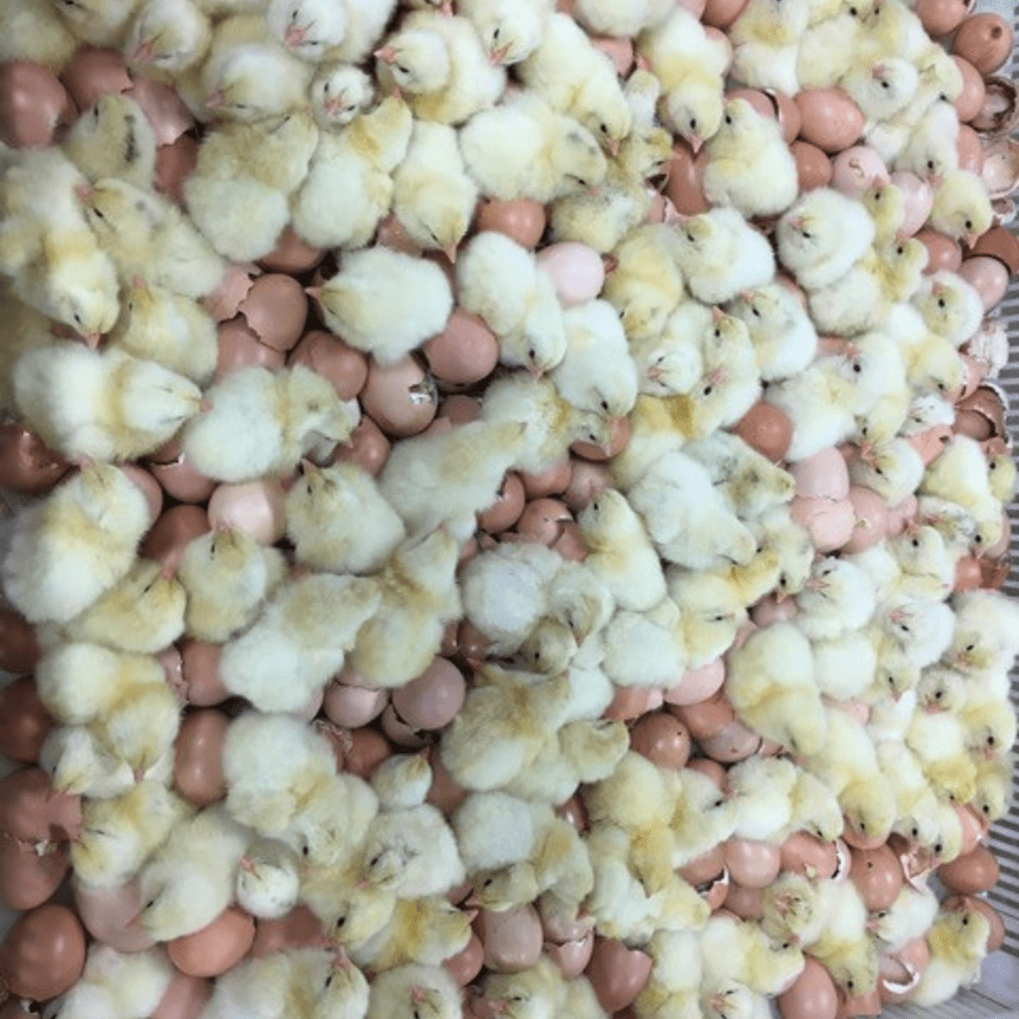 Our Ethical Farming Practices