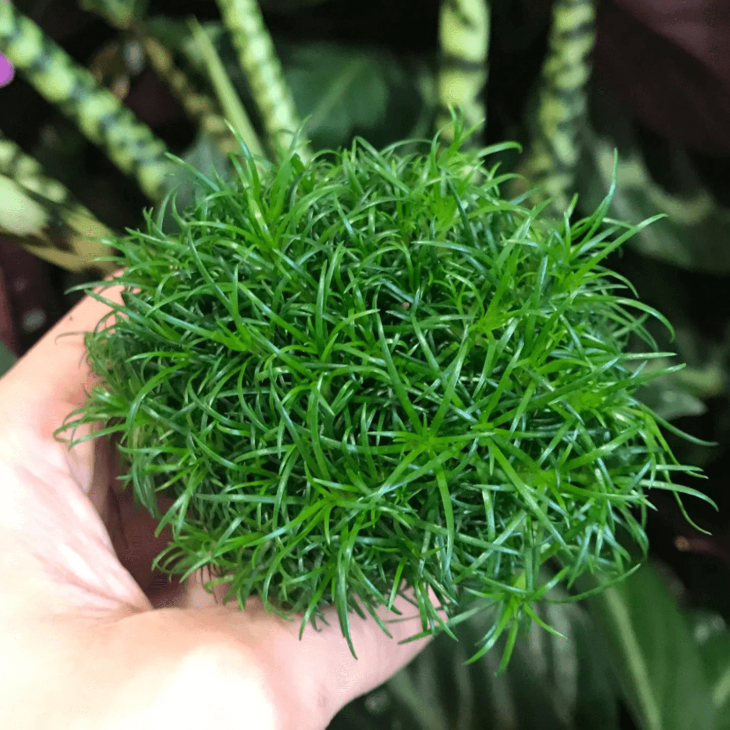 Irish Moss Thallus Powder