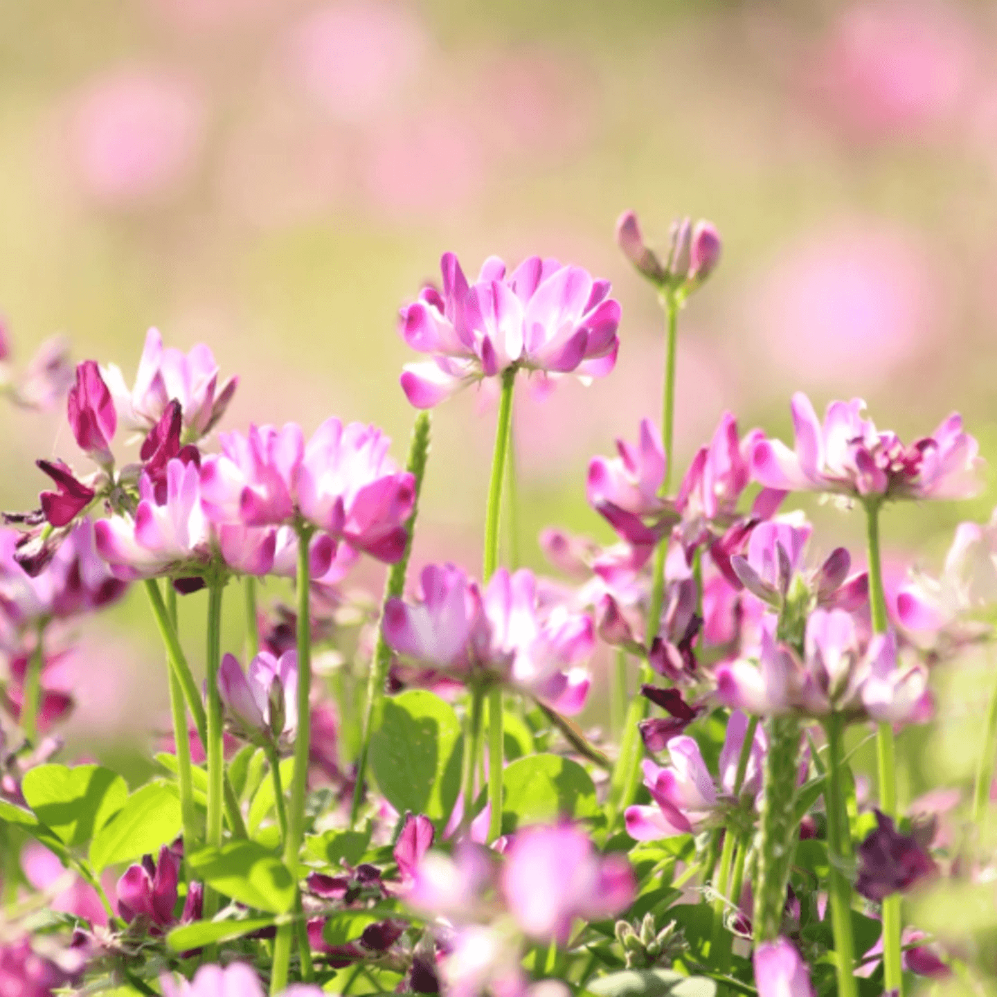 Astragalus