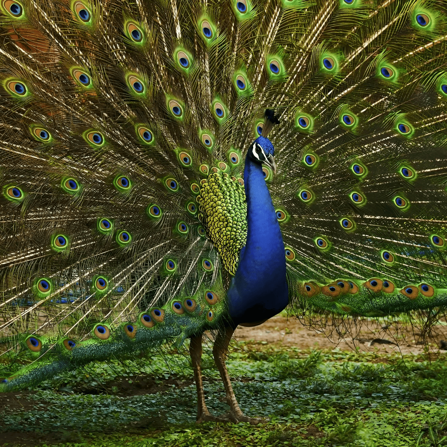 The Story Behind Mayuri