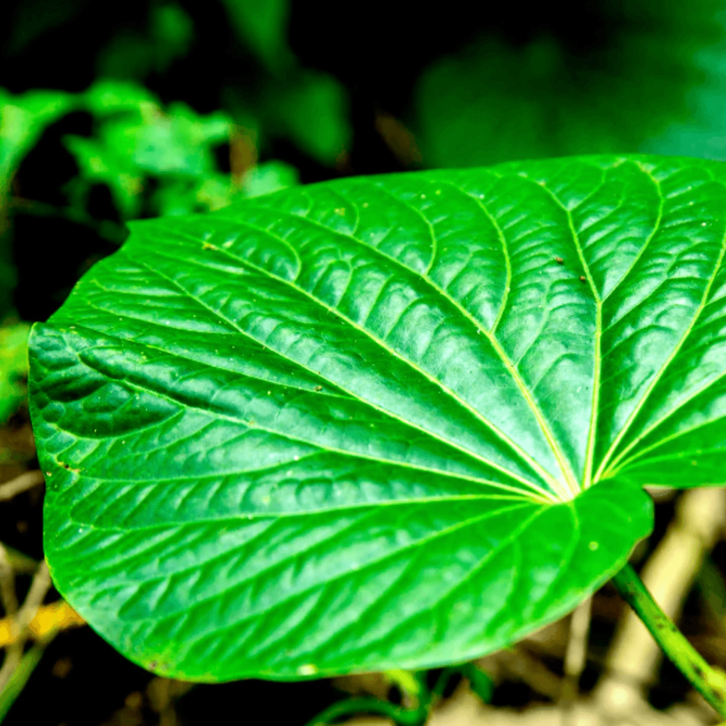 Kava