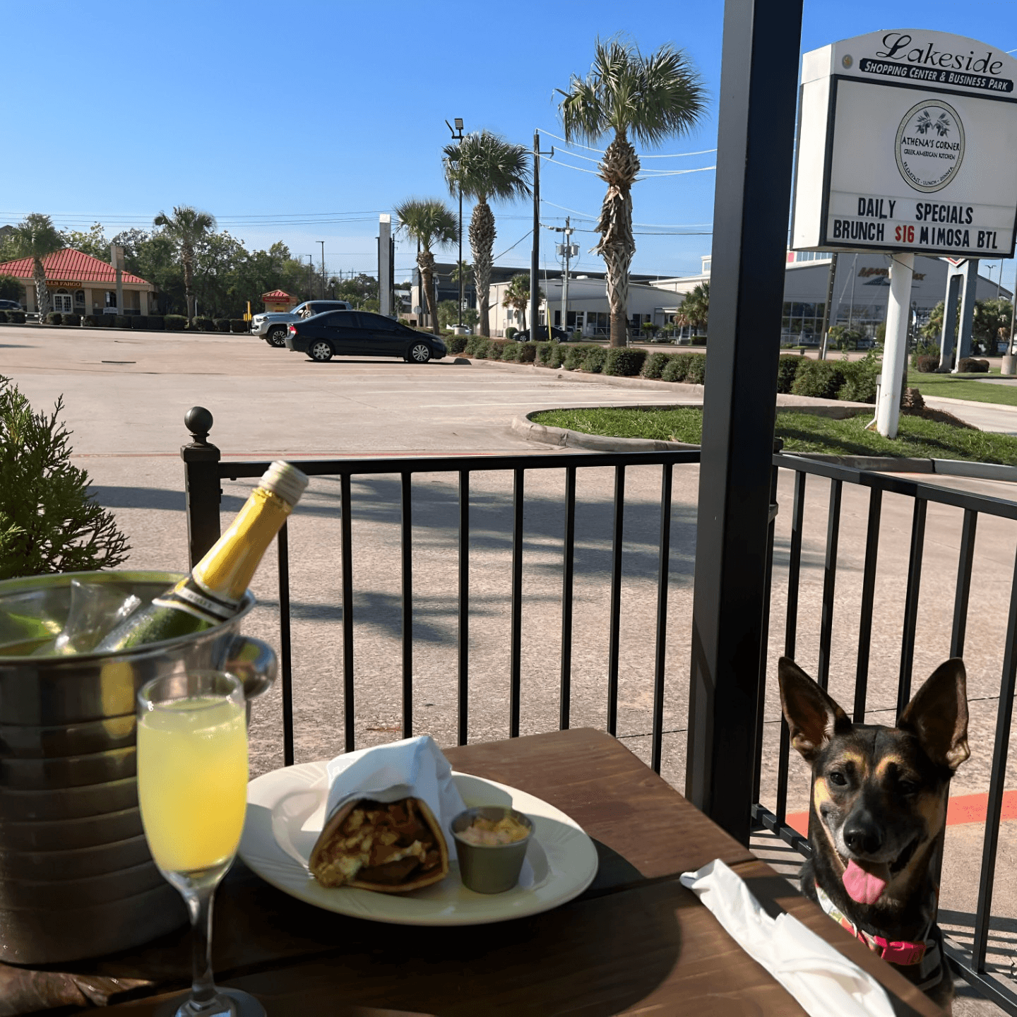 Relax Outside—Pets Welcome 🐾