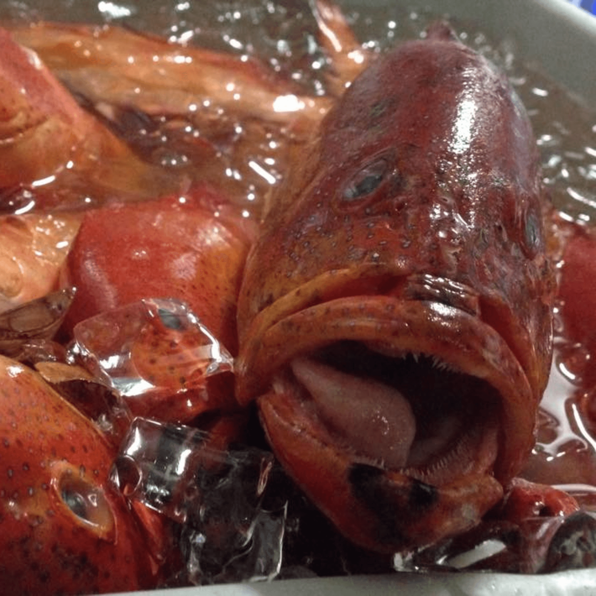 Monticello at Red Bank Italian Restaurant gallery image #7