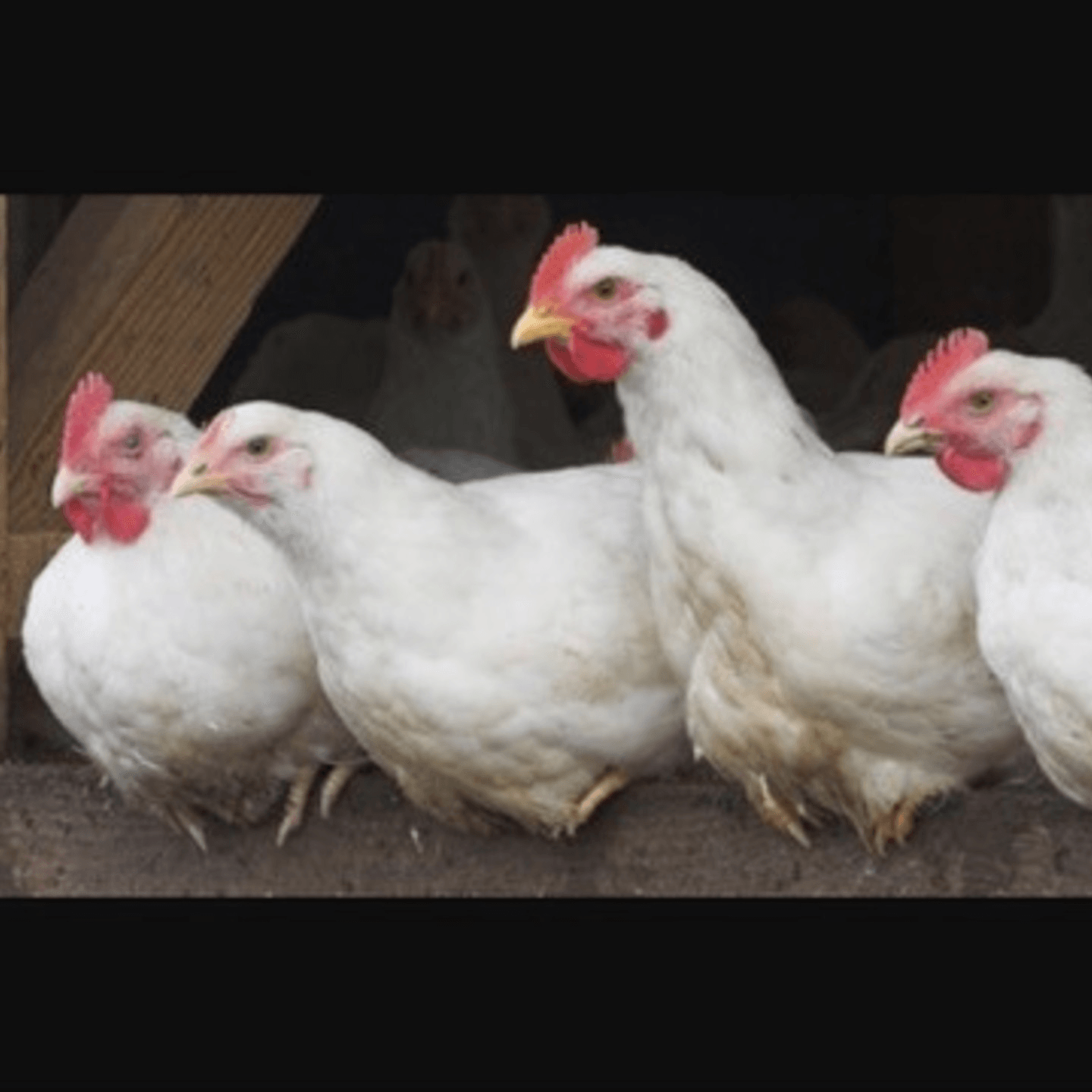 Our Chicken