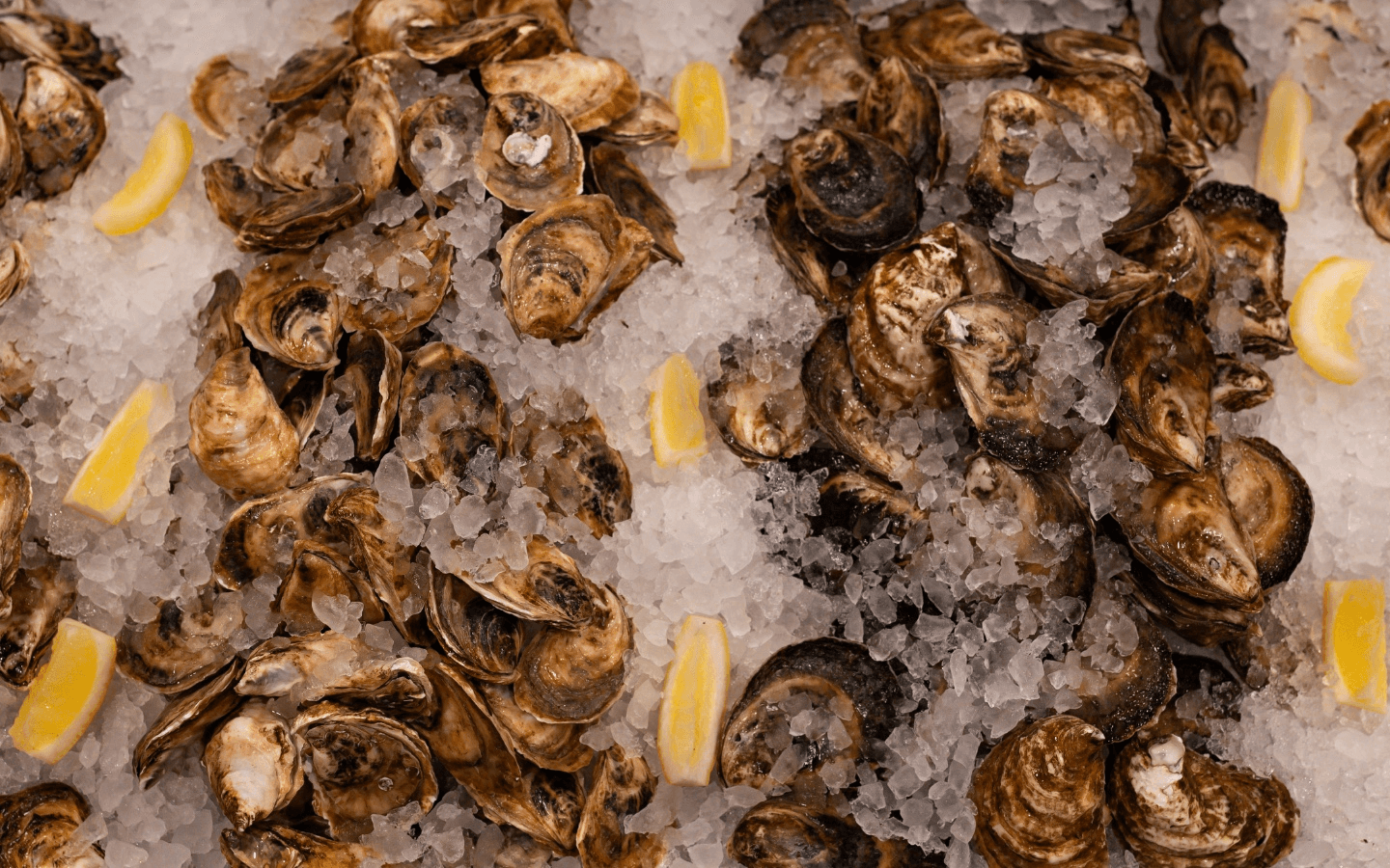 Freshest Seafood