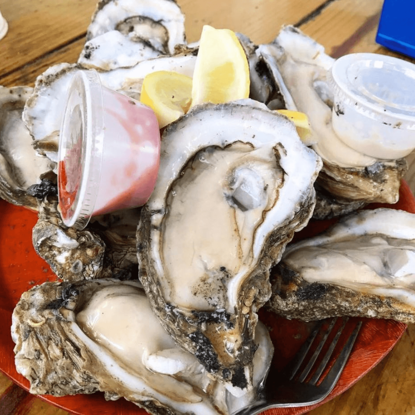 🎄 Holiday Oyster Madness! 🎄