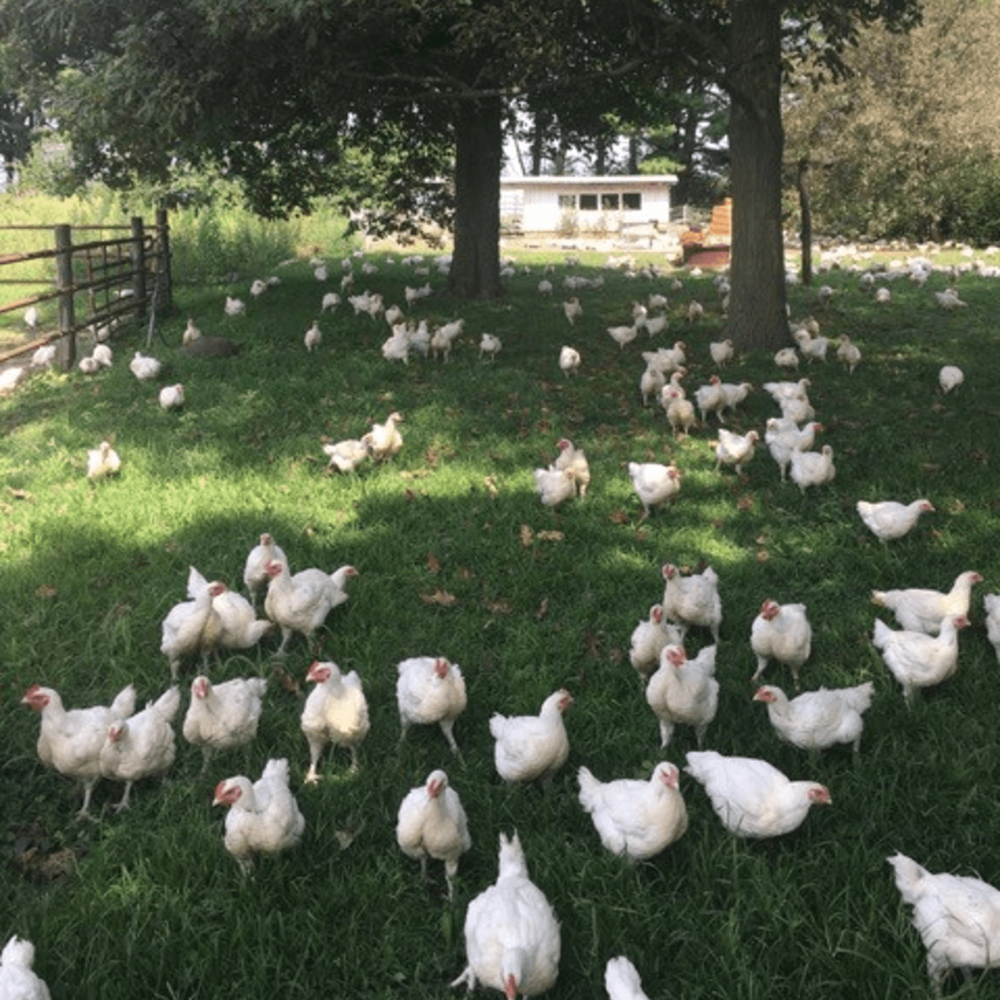 Fresh Air and Sunshine