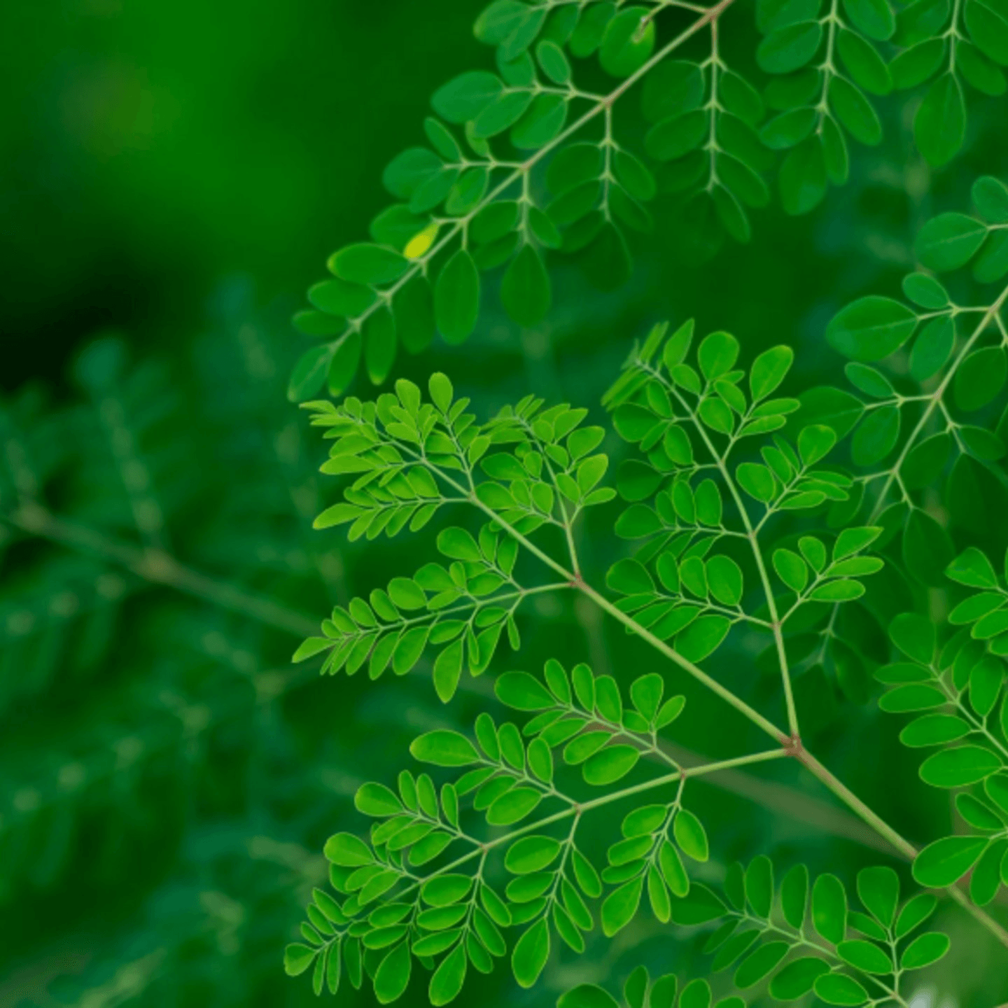 Moringa