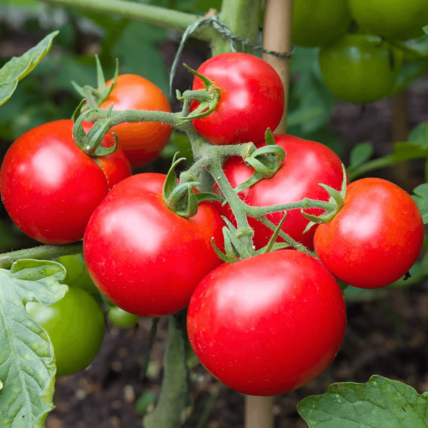 The History of Tomatoes on Pizza: