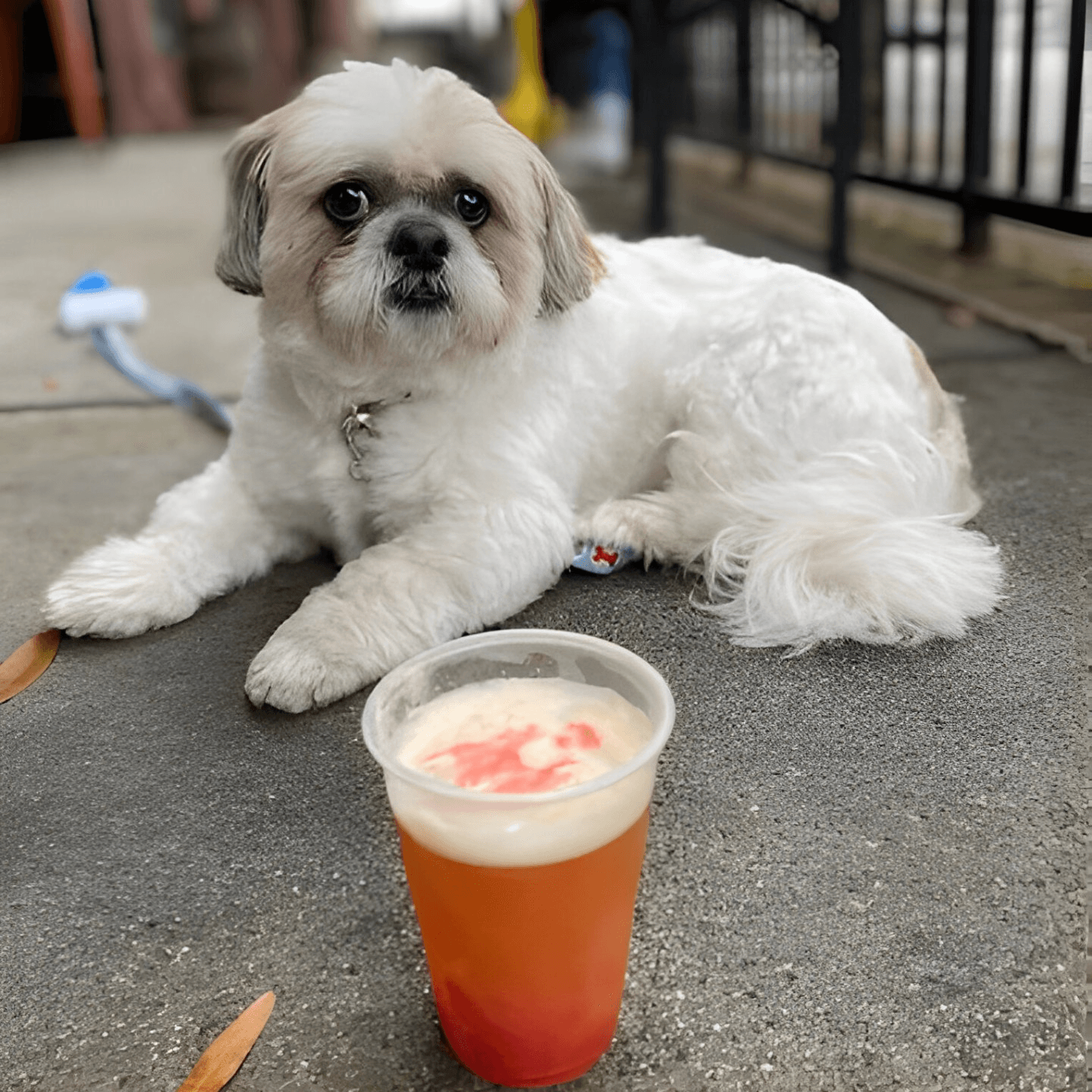 Family Friendly and Dog Approved 🐾