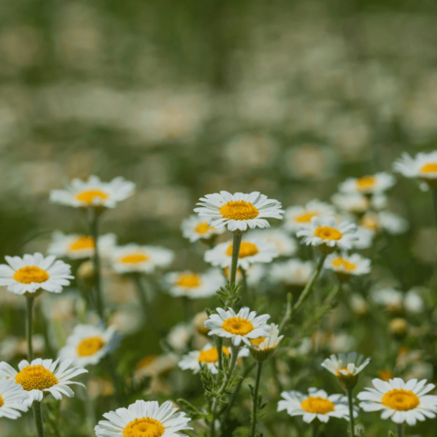 Chamomile
