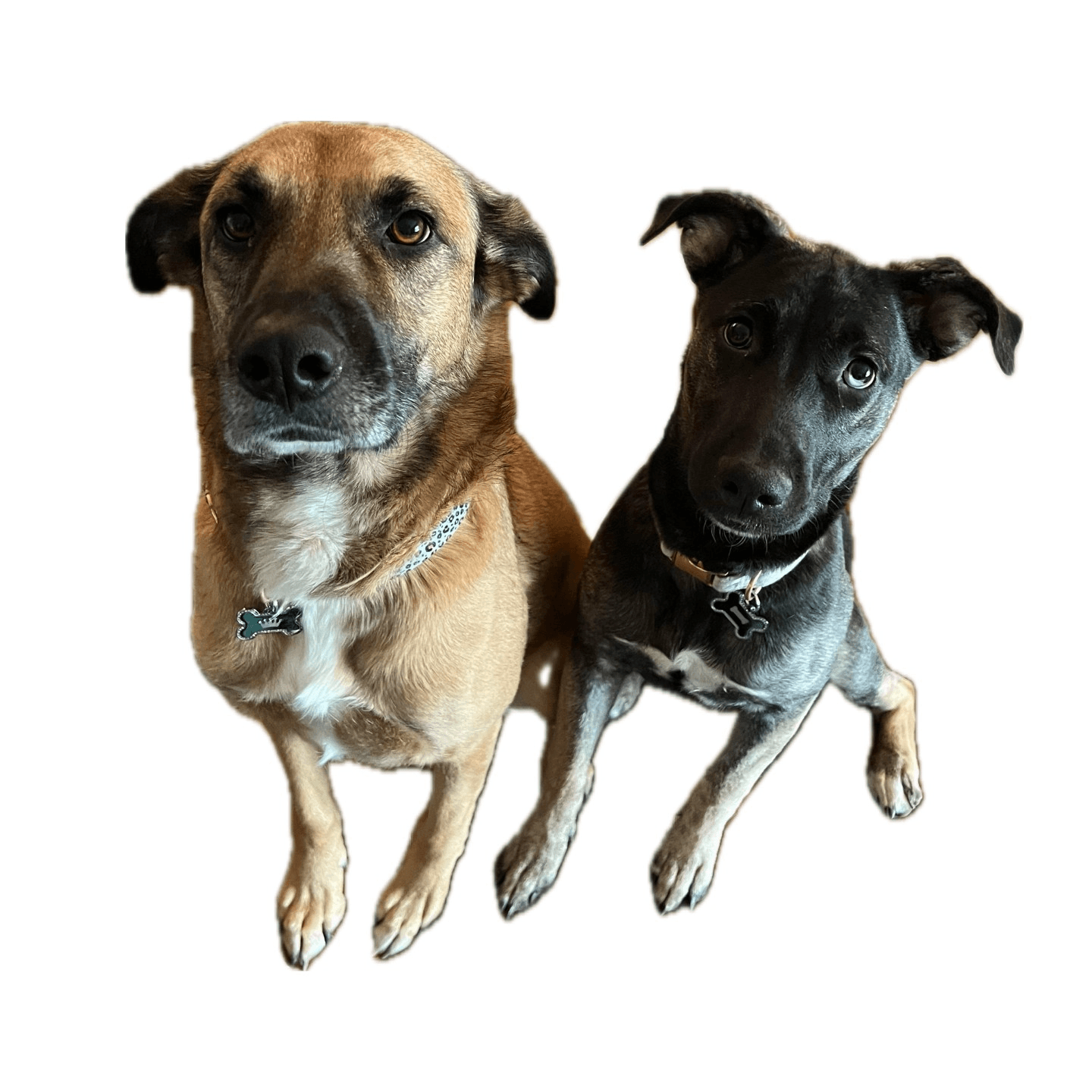 We're Pet Friendly!