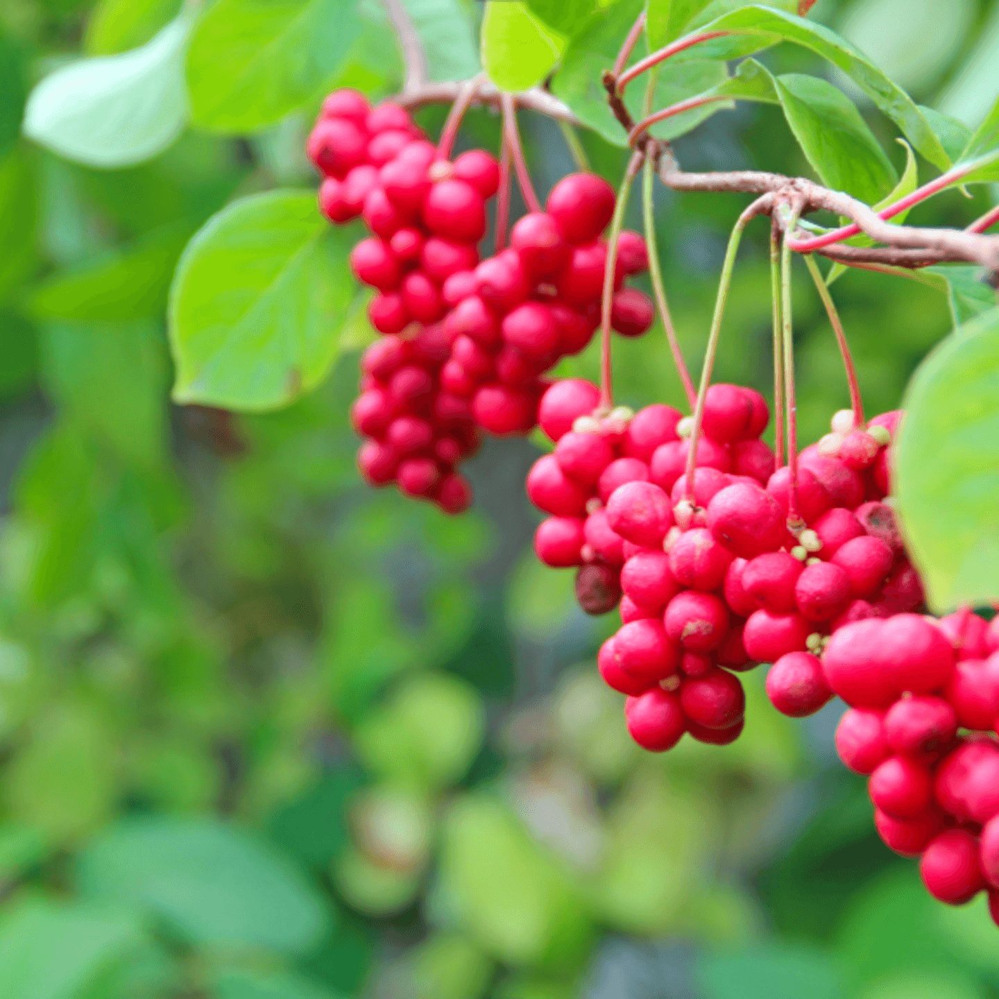 Schisandra