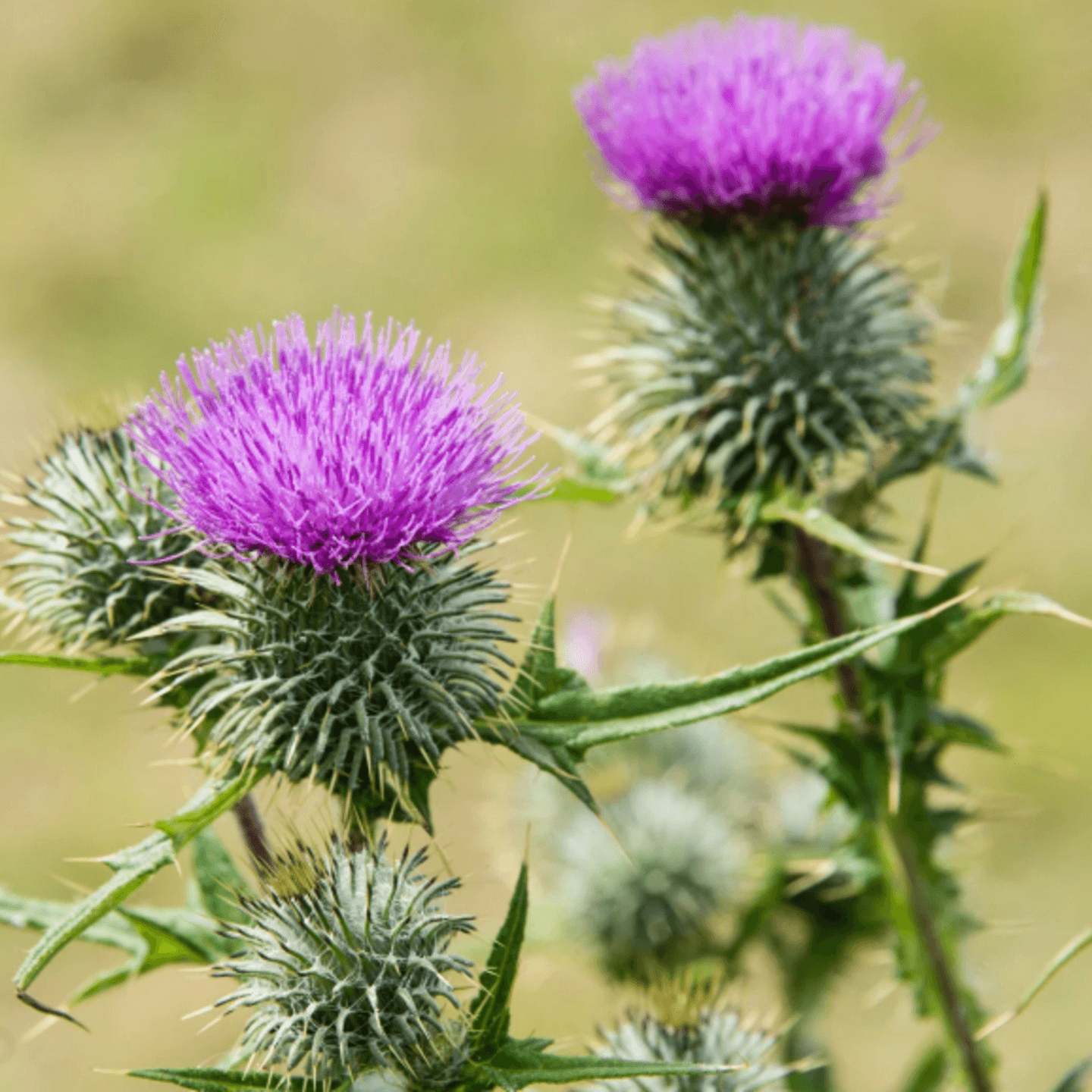 Milk Thistle