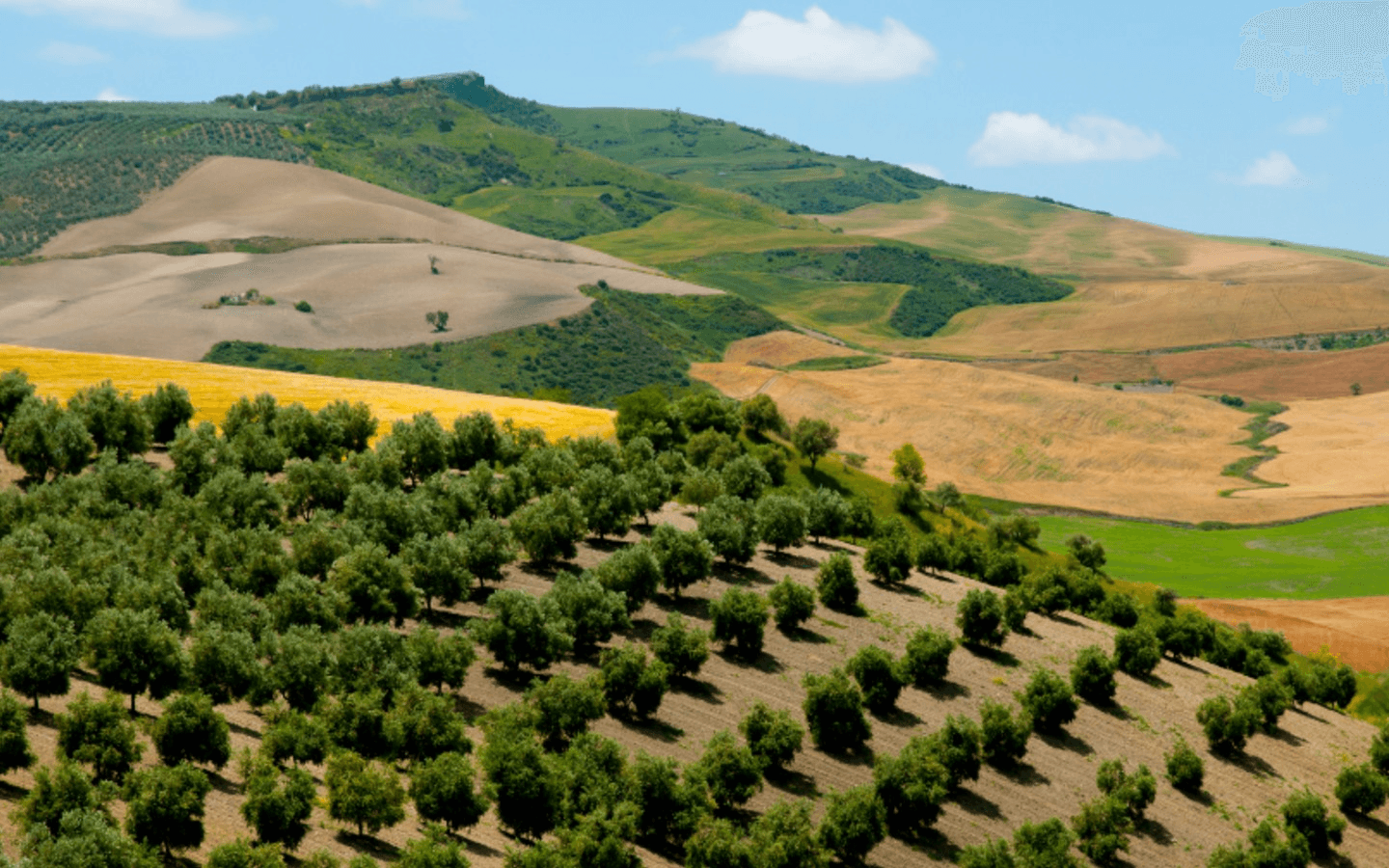 From Olive Groves Italy to Ocala’s First Flavors