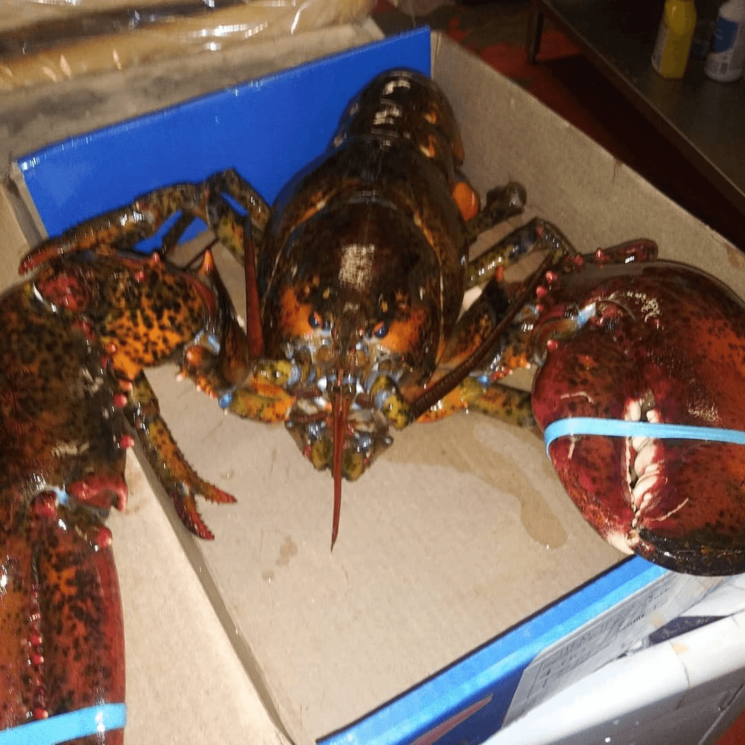 Live Maine Lobster 1 1/4 19.49.