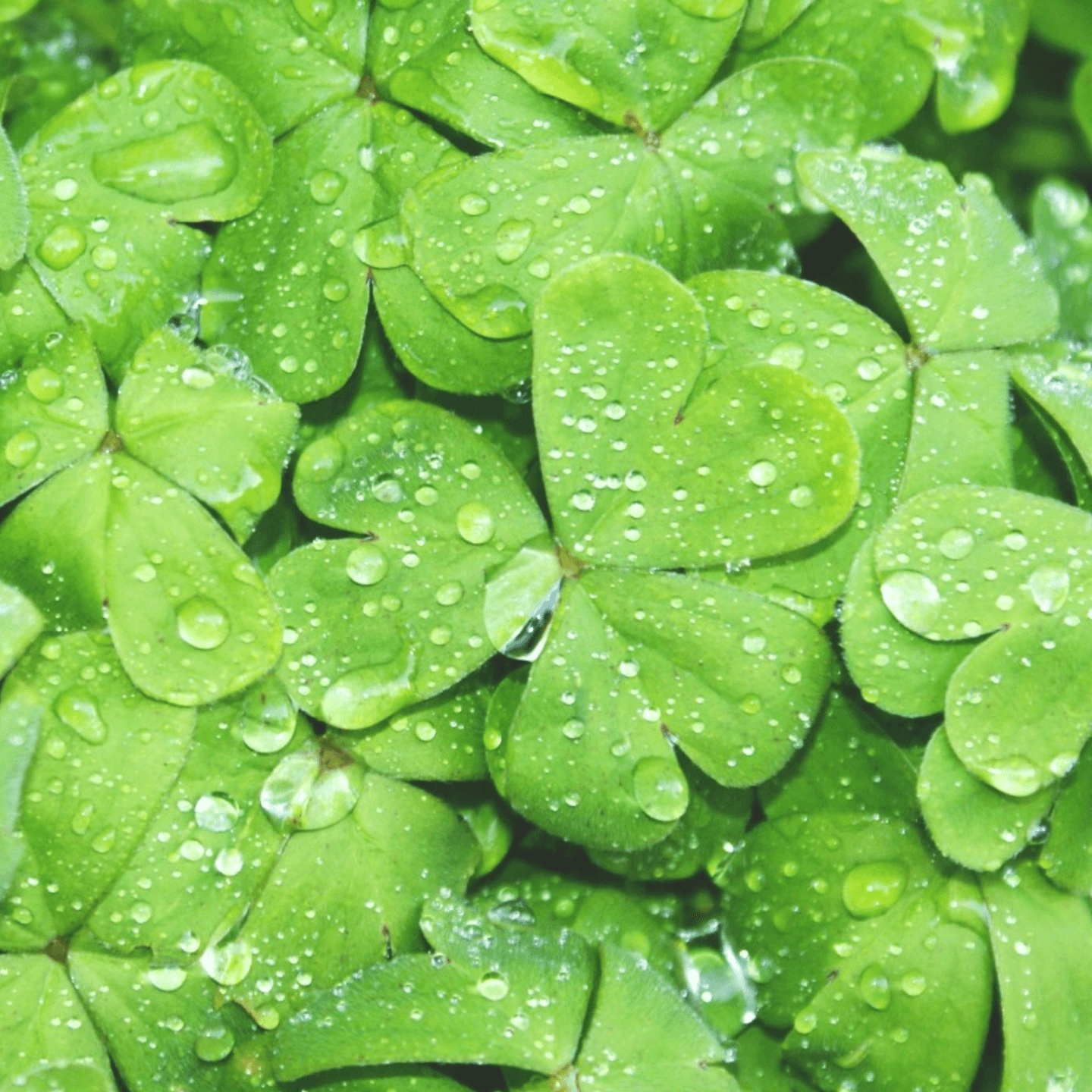 St. Patrick's Day Specials - Order Online!