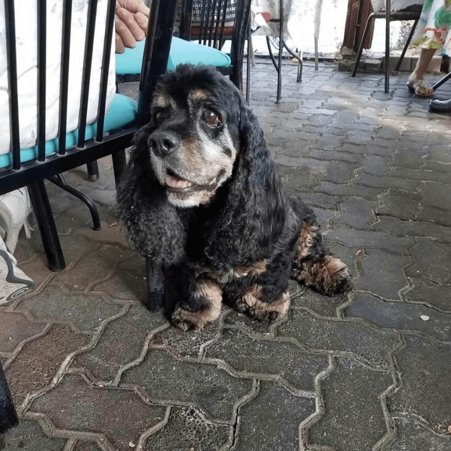 Pet-Friendly Dining 🐾