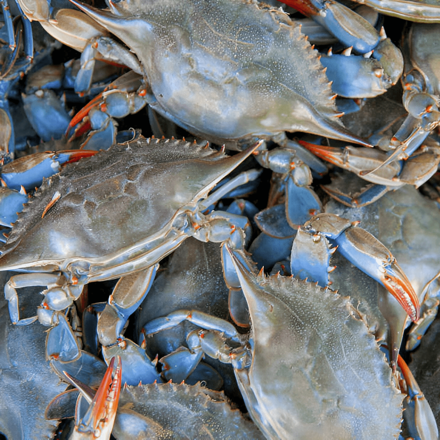 Fresh Seafood with Variety