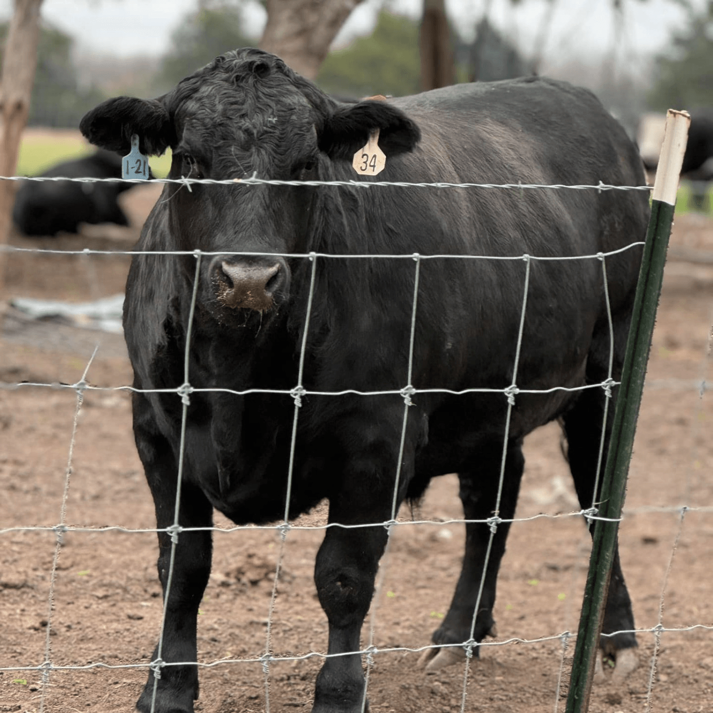 Homegrown Beef for a Better Burger