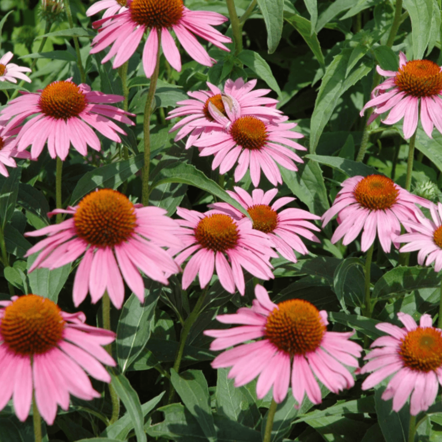 Echinacea