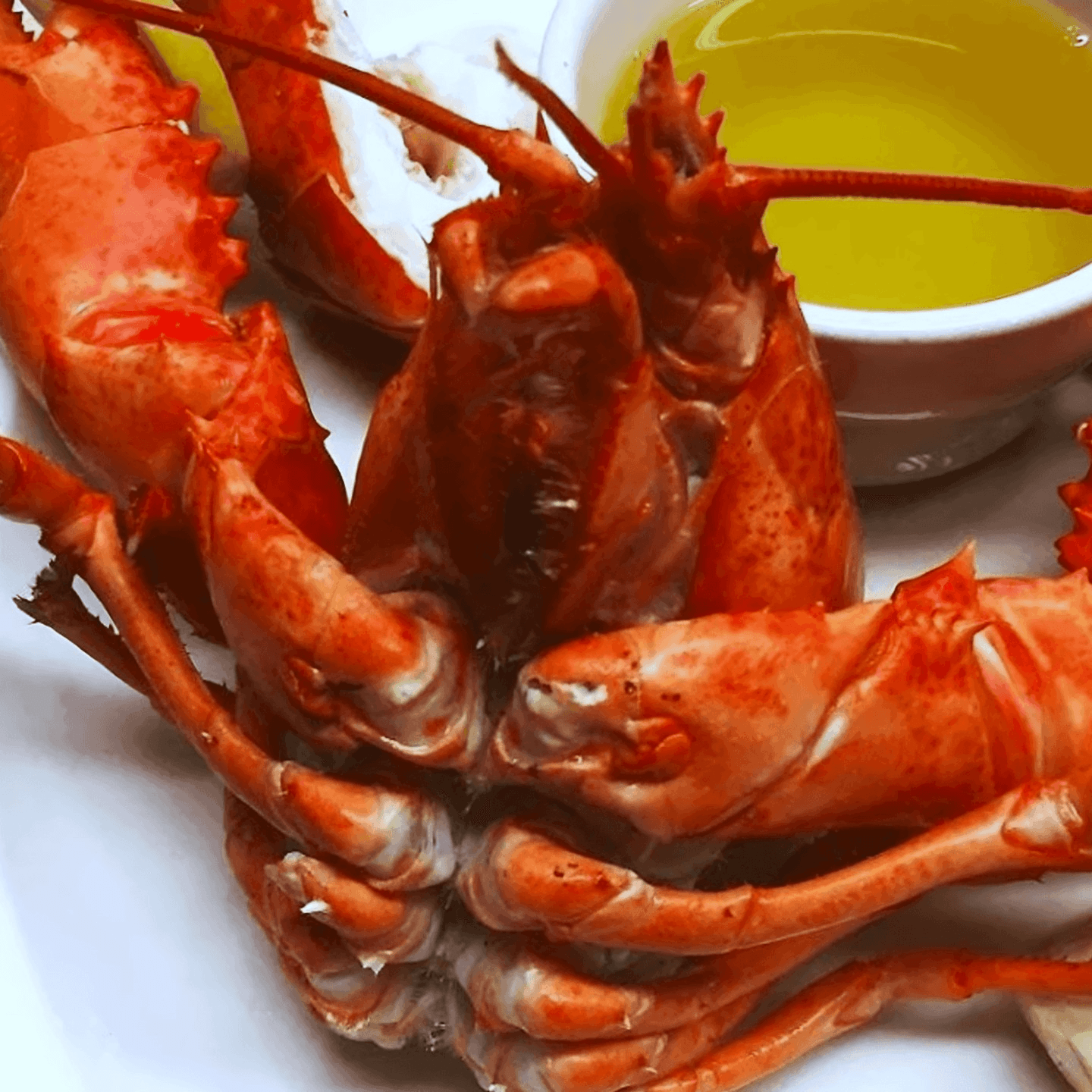 Back By Popular Demand. 1.5lb Whole Maine Lobster