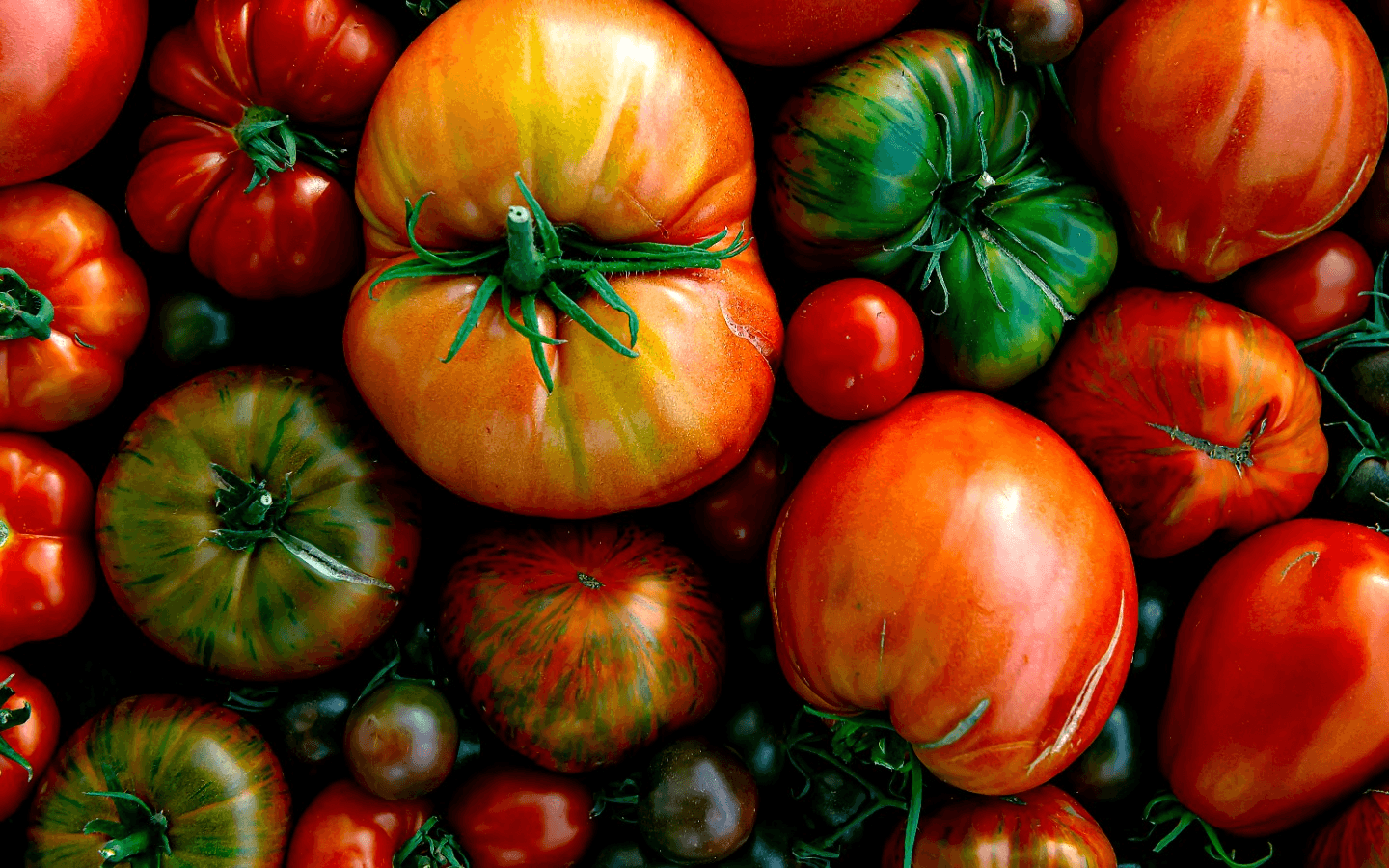 Meet the Tomato Family