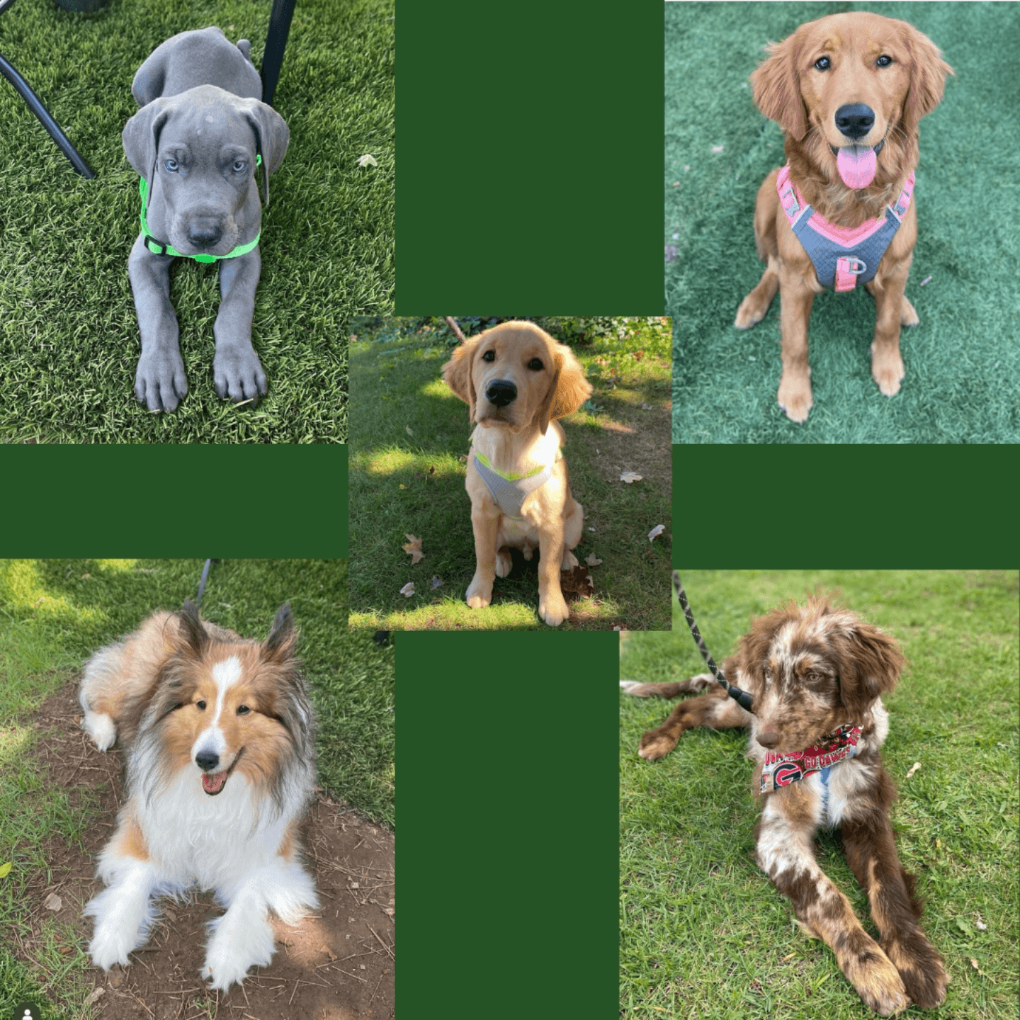 GOOD Dogs