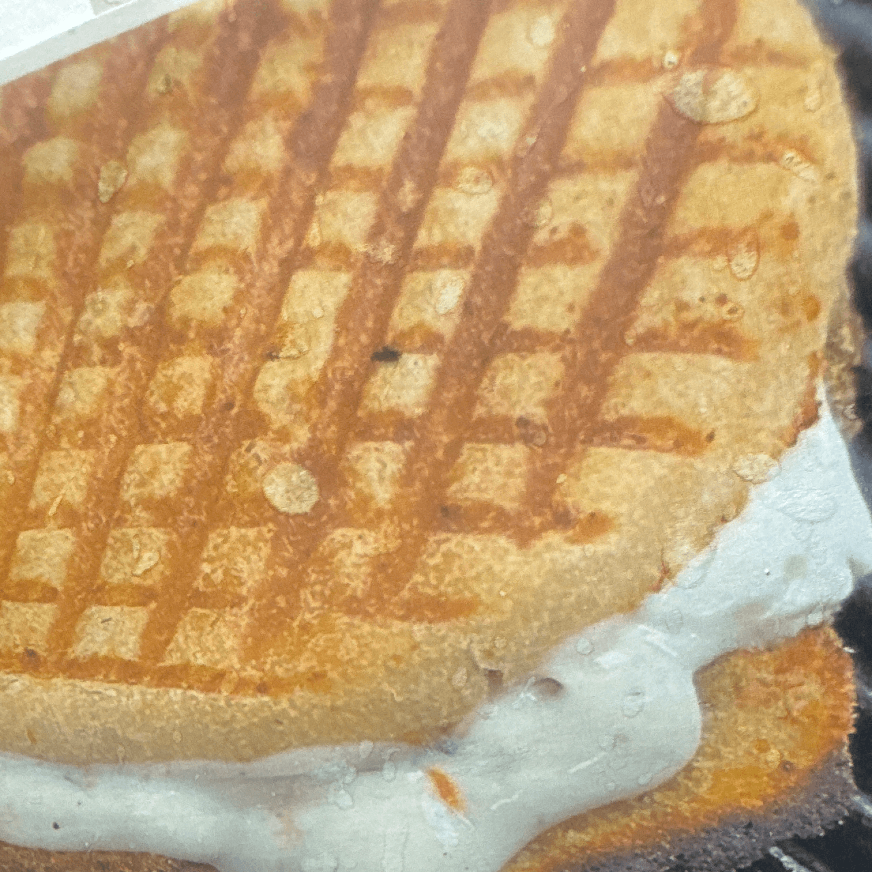 Chicken Caesar Salad Panini.