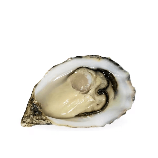 Oyster Special