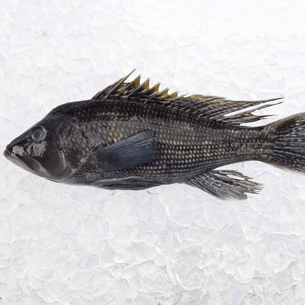 Black Bass.